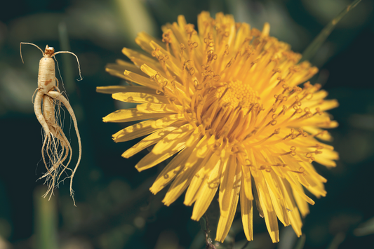 Scientifically proven effects of Dandelion Root