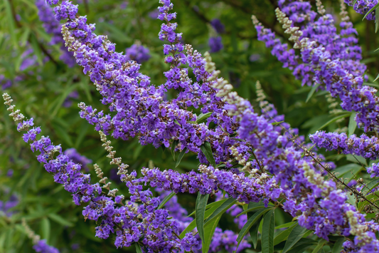 Science-backed effects of Vitex