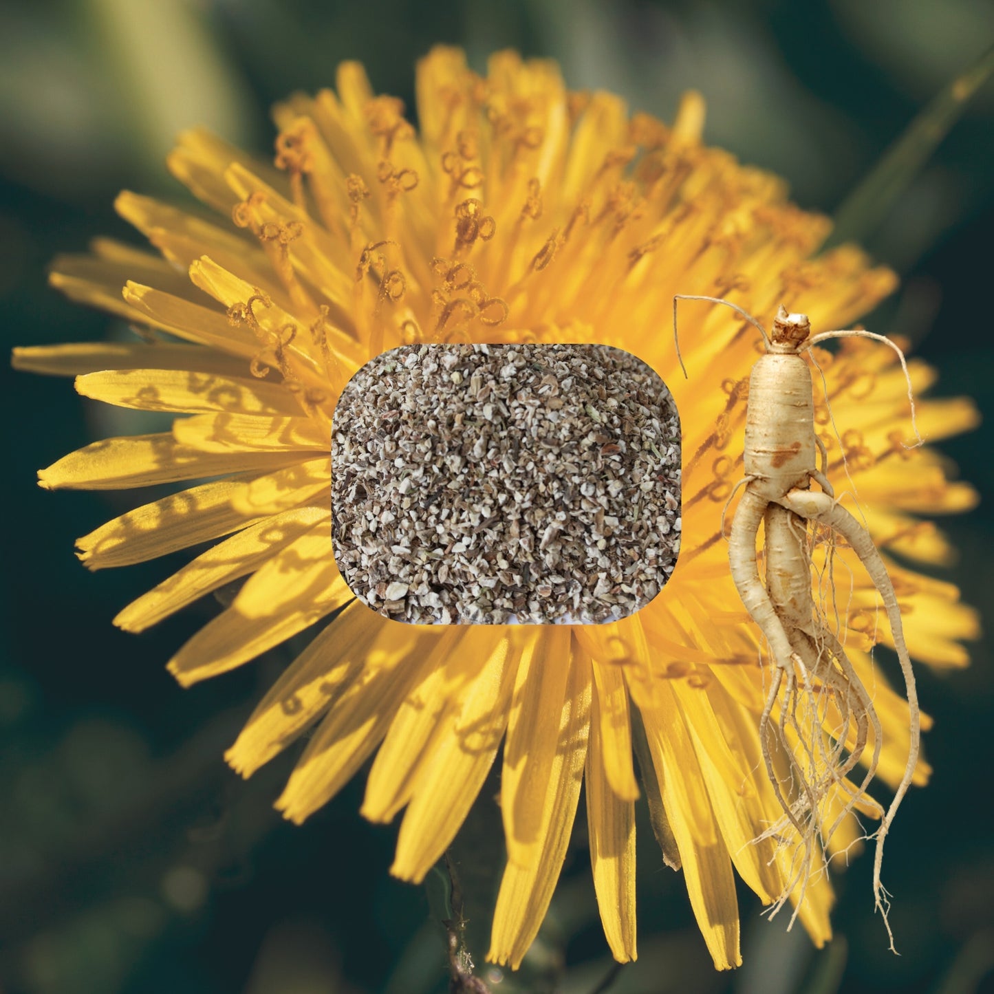 DANDELION ROOT