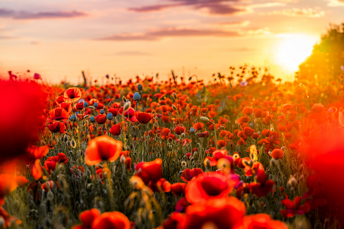 SCIENCE-BASED HERBS BEHIND OUR RELAX BLEND