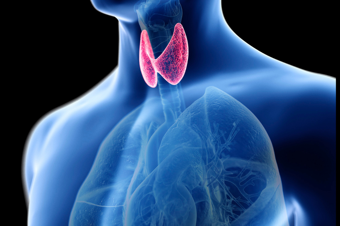 SCIENCE-BASED HERBS BEHIND OUR HYPERTHYROIDISM BLEND
