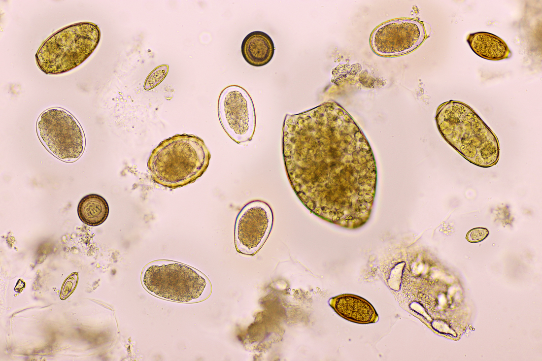 SCIENCE-BASED HERBS BEHIND OUR ANTIPARASITE BLEND