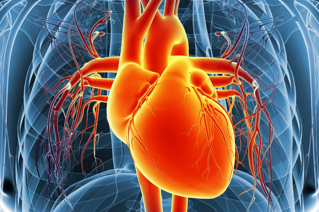 SCIENCE-BASED HERBS BEHIND OUR HEART & BLOOD VESSELS BLEND