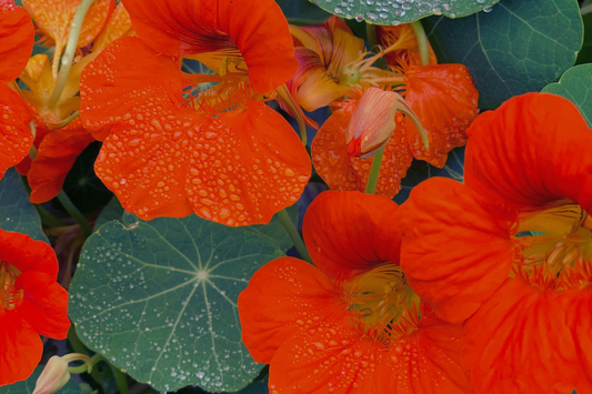 SCIENCE-BASED RESEARCH BEHIND NASTURTIUM