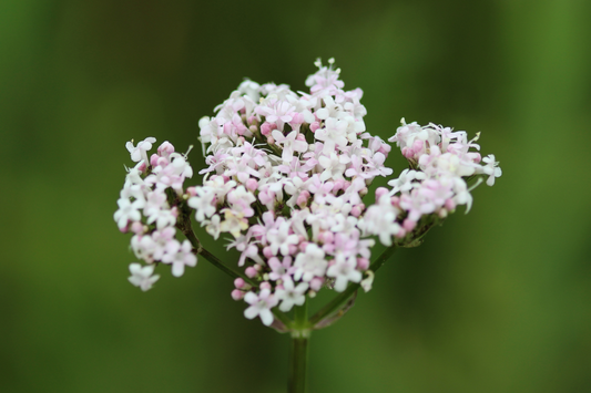 SCIENCE-BASED RESEARCH BEHIND VALERIANA OFFICINALIS