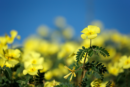 SCIENCE-BACKED EFFECTS OF TRIBULUS