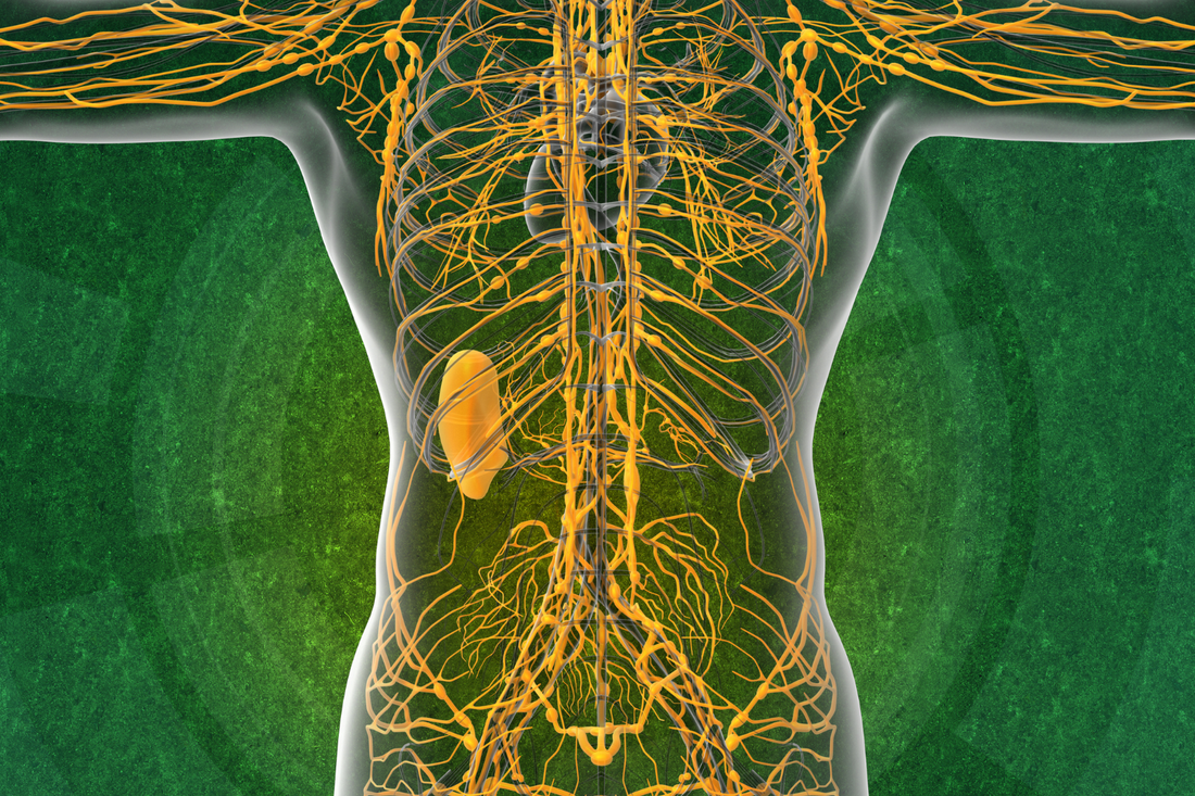 SCIENCE-BASED HERBS BEHIND OUR LYMPHATIC SYSTEM BLEND