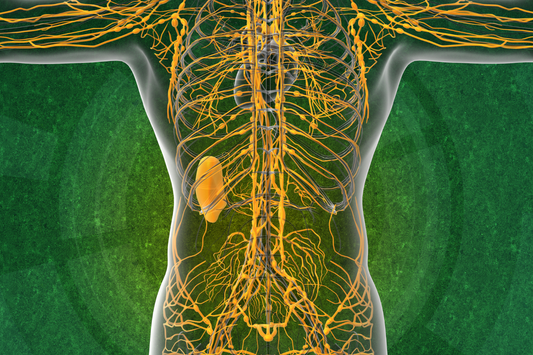 SCIENCE-BASED HERBS TO SUPPORT THE LYMPHATIC SYSTEM