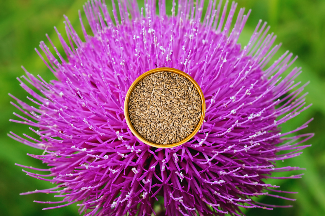 Scientifically proven effects of Milk Thistle