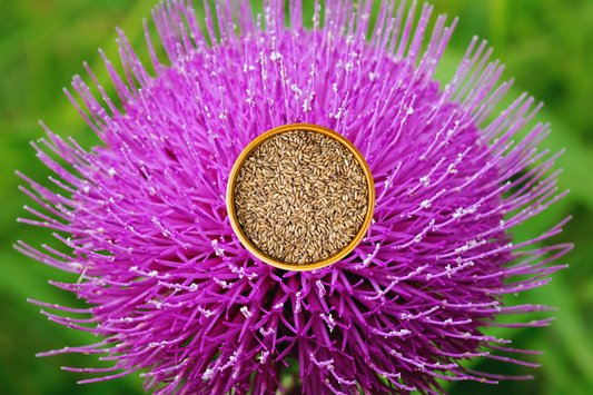 SCIENCE-BASED RESEARCH BEHIND MILK THISTLE