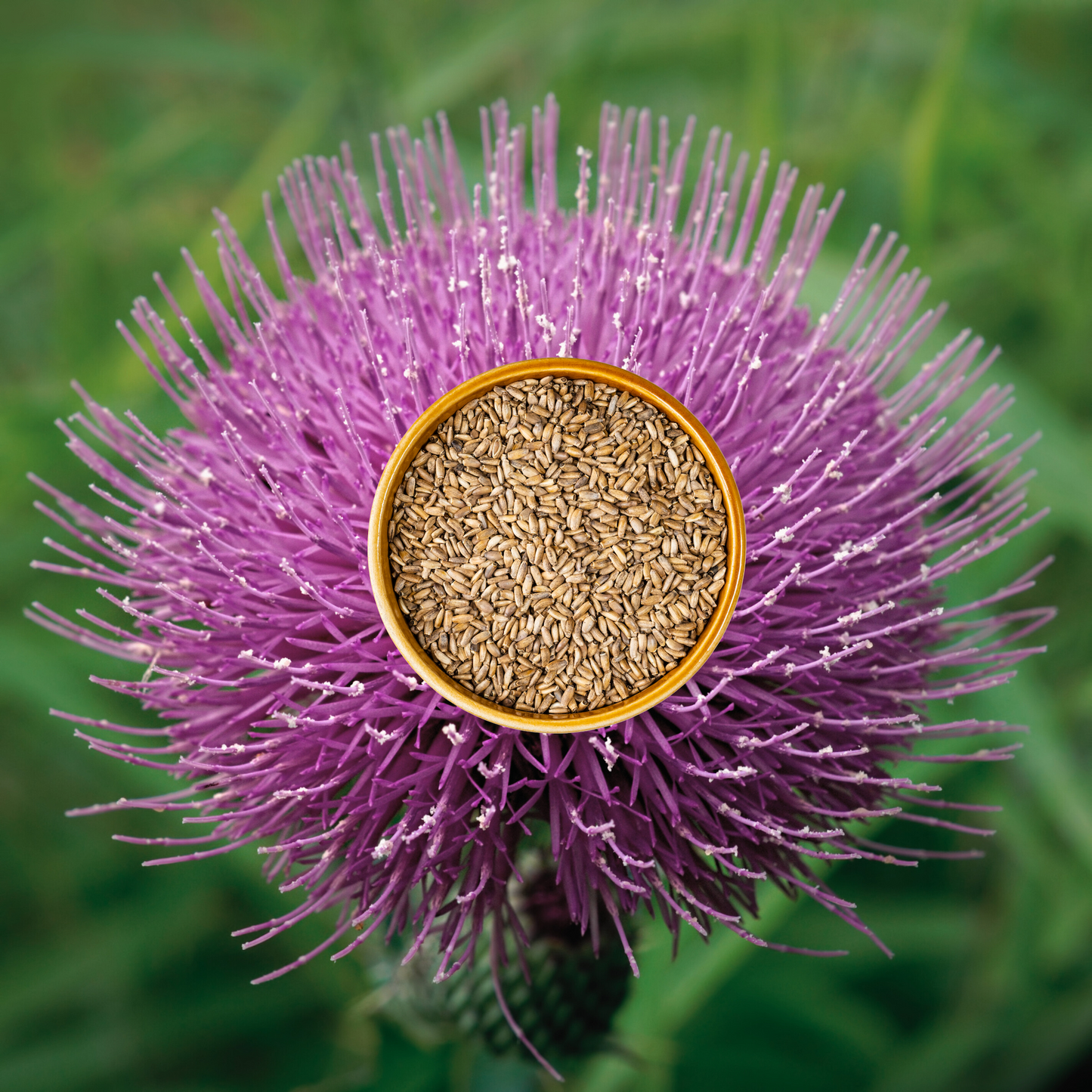 MILK THISTLE - SEEDS