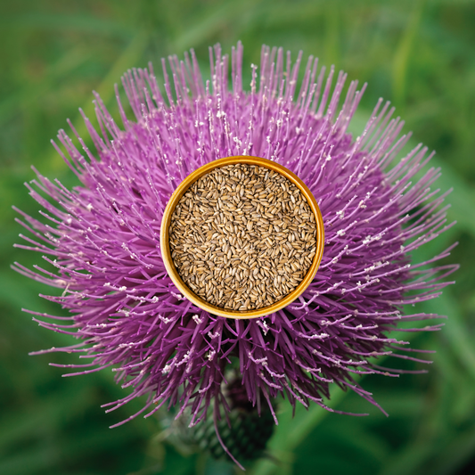 MILK THISTLE - SEEDS