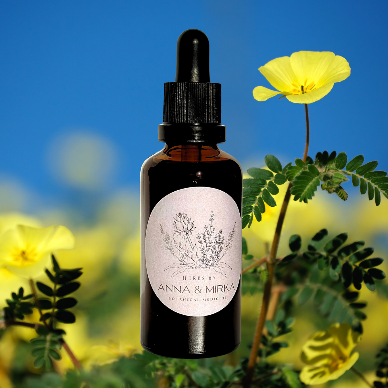 TRIBULUS